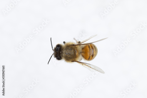 Characteristics of Honey bee and Stingless bee (Hymenoptera) for education in laboratory.