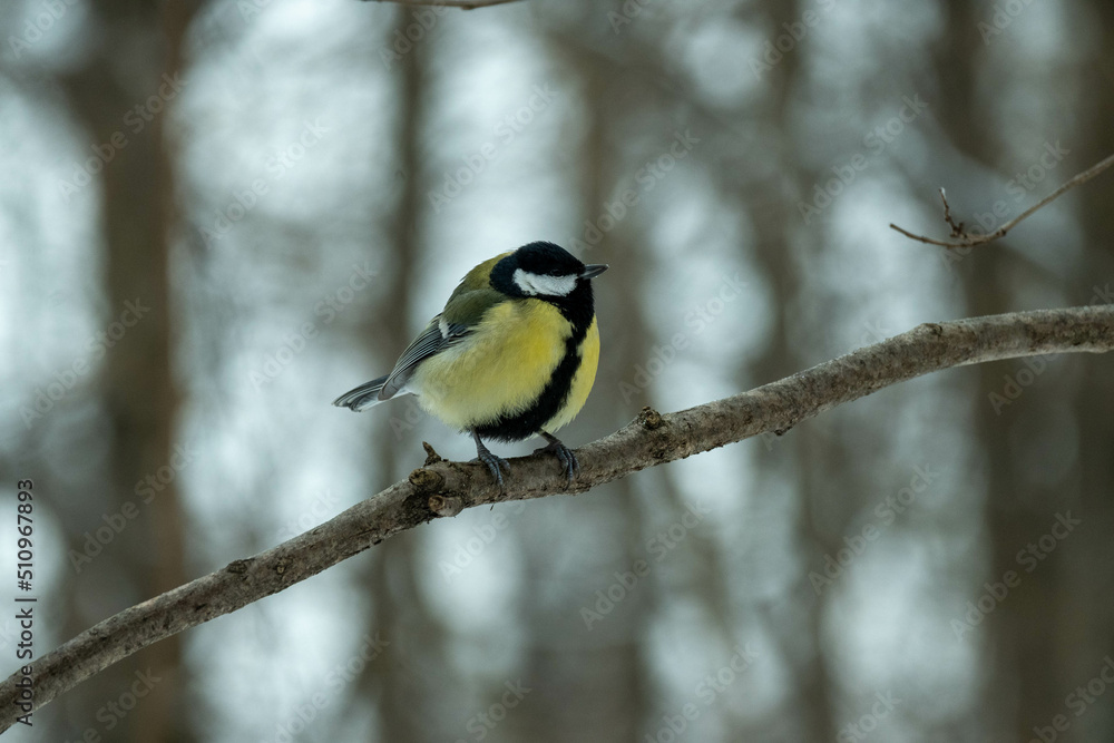 A tit in the winter forest sits on a branch. Tit in its natural habitat A tit in the winter forest sits on a branch. Tit in its natural habitat