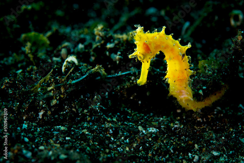 A yellow seahorse © Bruce