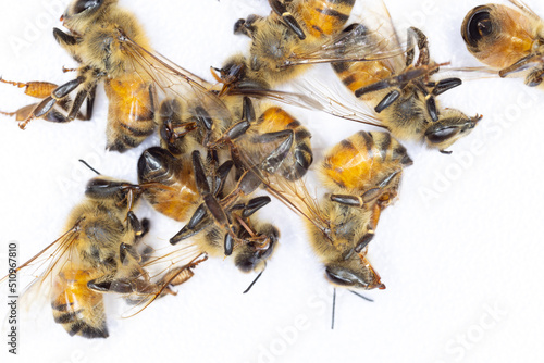 Characteristics  of  Honey bee and Stingless bee (Hymenoptera)  for education in laboratory. photo