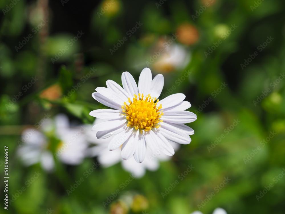 White flowers yellow stamens in the warm summer, Backgrounds and textures. White flowers yellow stamens in the warm summer, Backgrounds and textures.