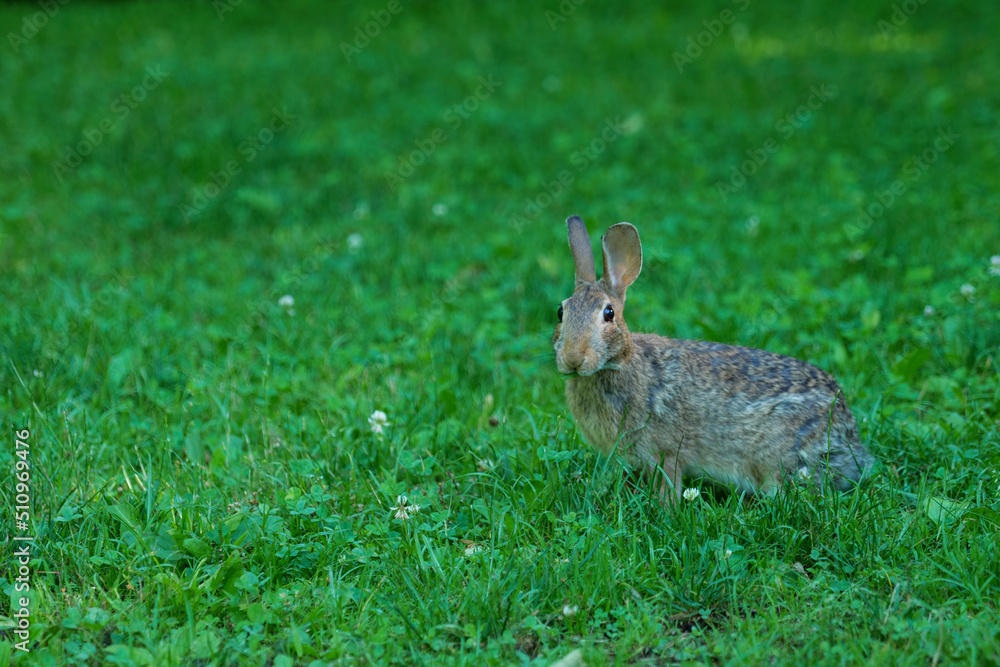 Fototapeta premium Wild Hare Close-Up. Hare, Sitting On The Green Grass Under The Sun. Single Wild Brown Hare Sitting On The Green Field Of Wheat. Big Wild Hare On Green Background.