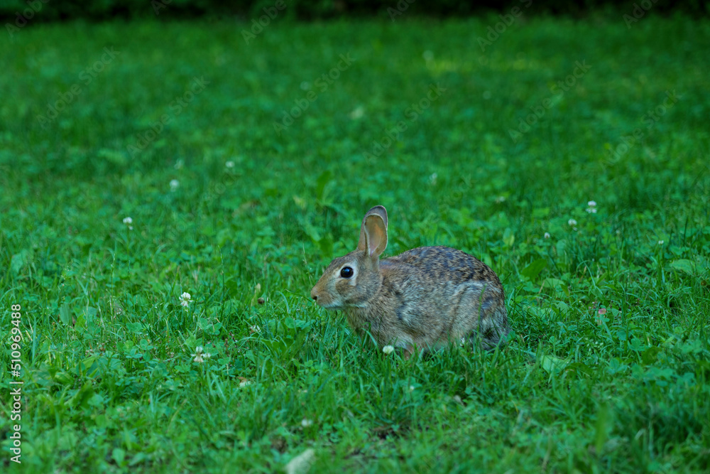 Fototapeta premium Wild Hare Close-Up. Hare, Sitting On The Green Grass Under The Sun. Single Wild Brown Hare Sitting On The Green Field Of Wheat. Big Wild Hare On Green Background.