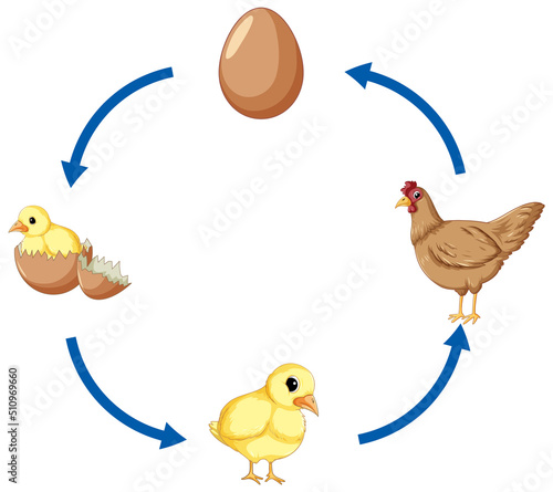 Chicken life cycle diagram photo