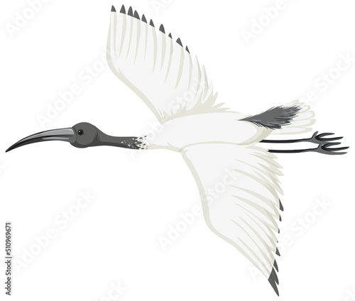 Australian white ibis isolated
