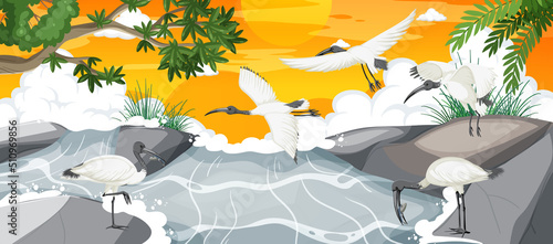 Photos Outdoor scene with Australian white ibis group