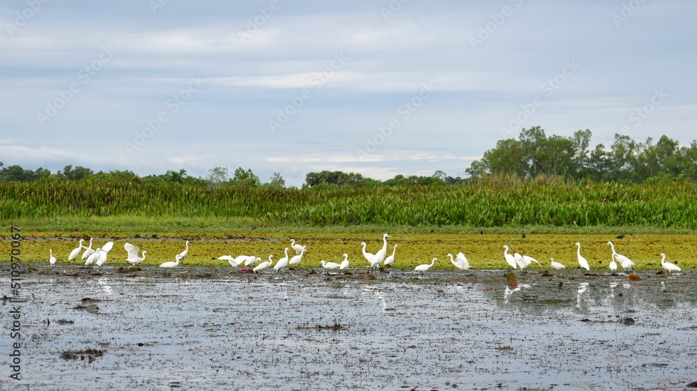 White egrets walking for food at Thale Noi, The large lake in Phatthalung, Southern of Thailand.