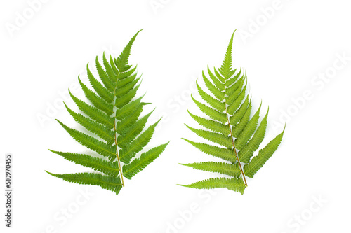 Fern leaves isolated on white background.
