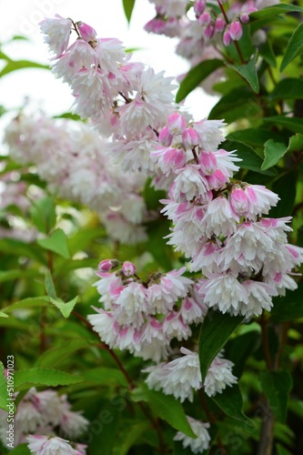 サラサウツギ （更紗空木）