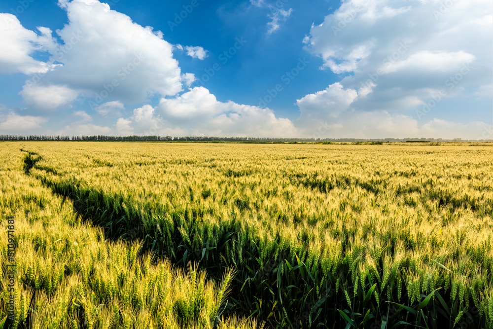 Fresh ears of green wheat on nature in spring field. Agriculture scene. Green Wheat field nature landscape.