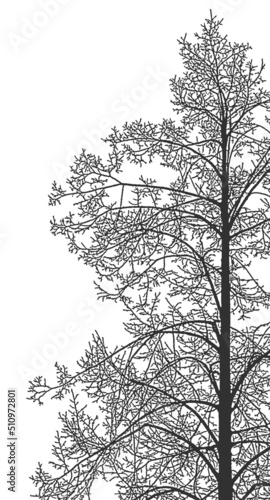 Silhouette of a tree on a white background. Realistic black and white illustration of a linden tree.