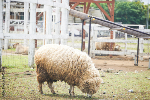 草を食べる牧場の羊