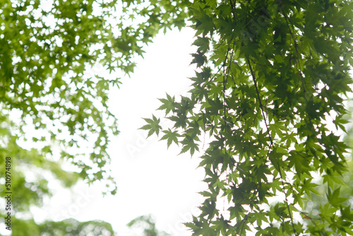 清々しい緑　モミジの葉 © araho