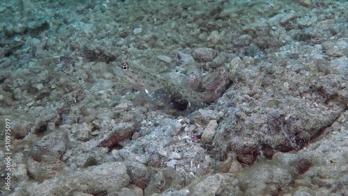 A golden-speckled shrimp-goby fish (Ctenogobius pomastictus) sits at its hole and Djedda alpheus shrimp clean it from the sand. photo