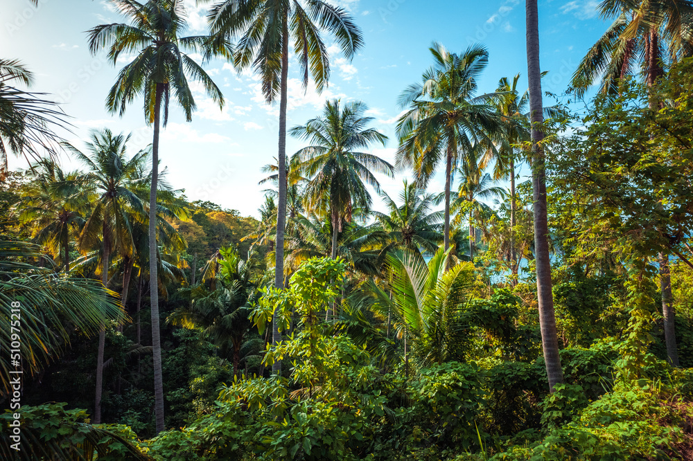 Coconut trees on the island and the sea on a summer morning from above. Coconut trees on the island and the sea on a summer morning from above.