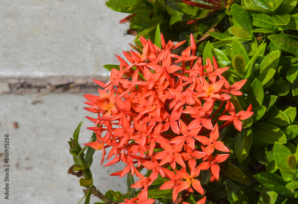 red needle small flower blooming in garden park Thailand. red needle small flower blooming in garden park Thailand.
