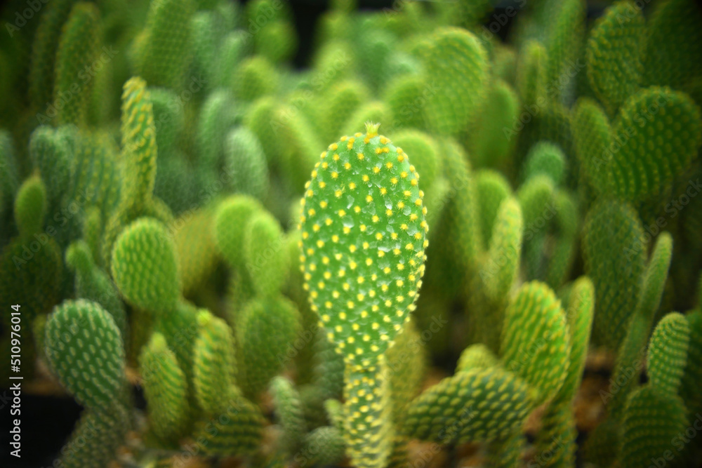 Cactus or Succulent plants for nature Background. Cactus or Succulent plants for nature Background.