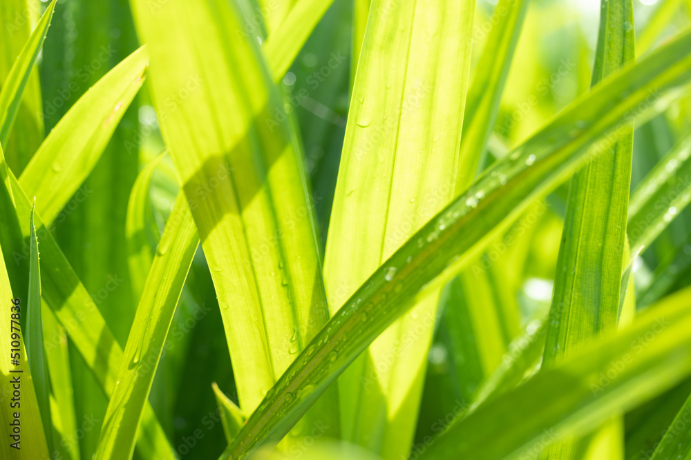 Blurred image on beautiful natural green leaves for background. Blurred image on beautiful natural green leaves for background.