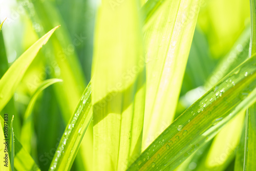 Blurred image on beautiful natural green leaves for background.