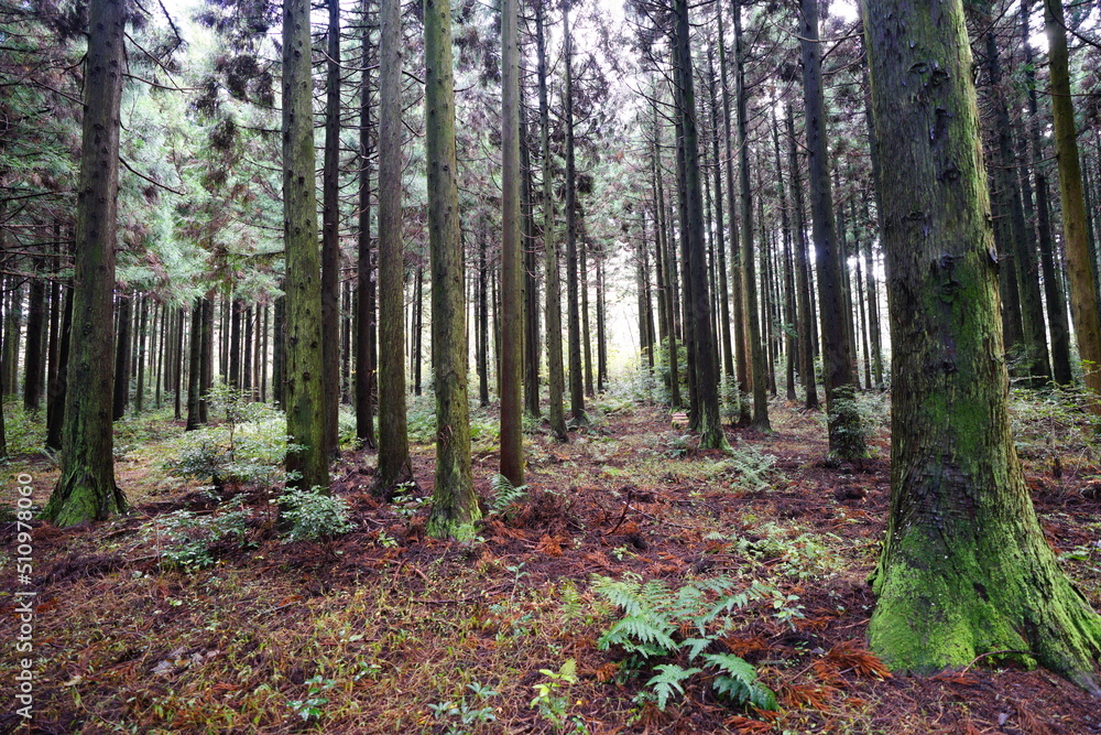 Obraz premium fine cedar forest in autumn