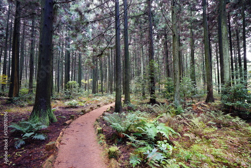 fern and pathway in cedar forest 