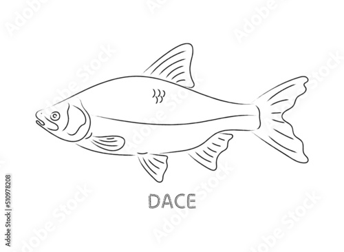 dace sketch isolated on white background