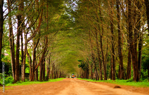 Pine trees are along the road to Lamaru Beach which makes the atmosphere cool and beautiful to the eye. photo