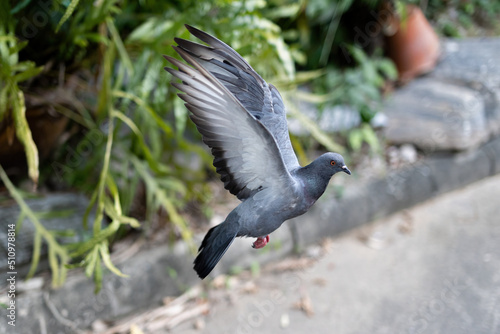 Action Scene of Rock Pigeon Flying in The Air Isolated on Blurry Background