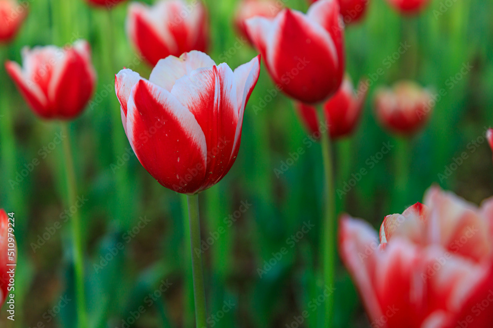 Obraz premium 満開のデルタクイーン