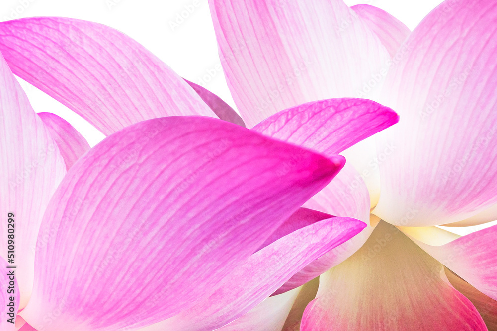 Close up, lotus in the river on blur background Beautiful lotus flower with color filters