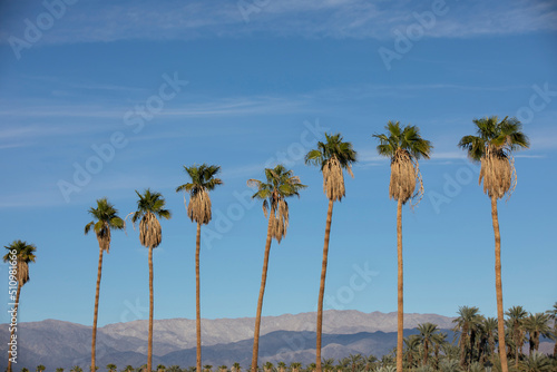 Palm tree view of Coachella, California, USA. © Matt Gush
