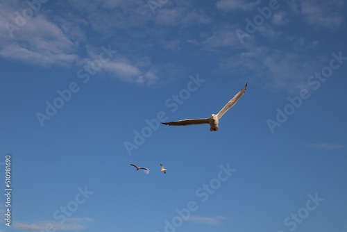 seagulls fly across the sky
