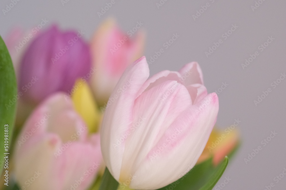Macro close-up, selective focus, defocused nature background of tulip petals. White tulip with pink stripes on petals. . High quality photo