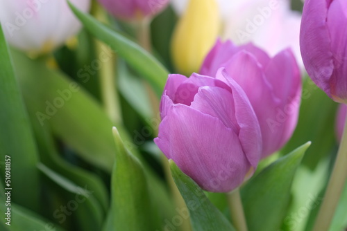 Purple tulip close-up with copy space, selective focus. Nature blurred background