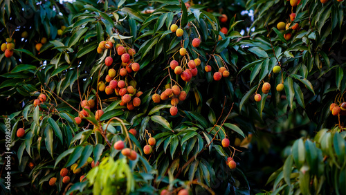 red and sweet lychee on the tree © FireFXStudio