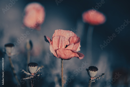 Large pink poppies on a background of green leaves.