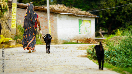 women take own goat outdoor shoot image
