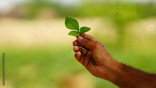 green leaf in the hand