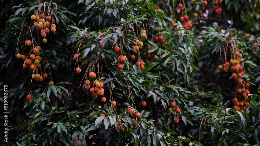 red and sweet lychee on tree