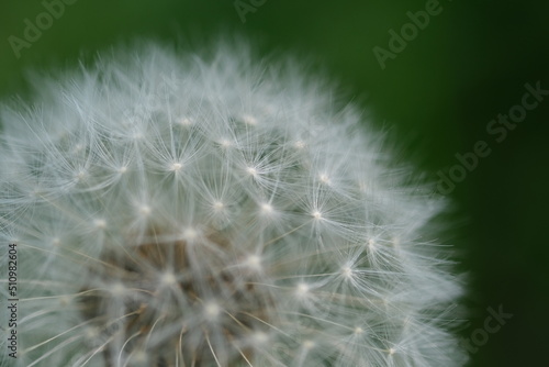 Close up macro image of dandelion seed heads with delicate lace-like patterns. Detail shot of closed bud of a dandelion in green grass