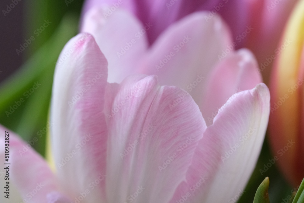 Macro close-up, selective focus, defocused nature background of tulip petals. White tulip with pink stripes on petals. . High quality photo