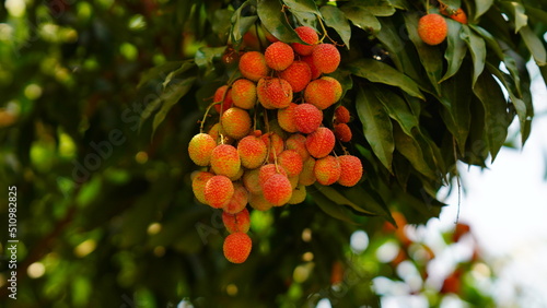 red and sweet lychee image