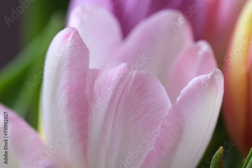 Macro close-up, selective focus, defocused nature background of tulip petals. White tulip with pink stripes on petals. . High quality photo © oksanatukane