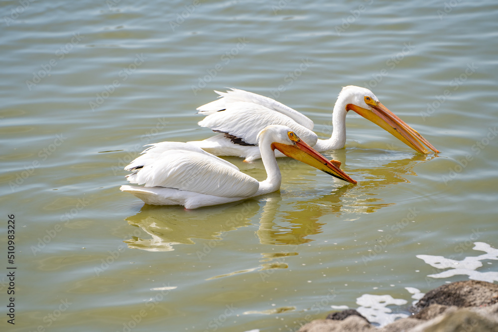 A pair of American white pelicans fishing. A pair of American white pelicans fishing.
