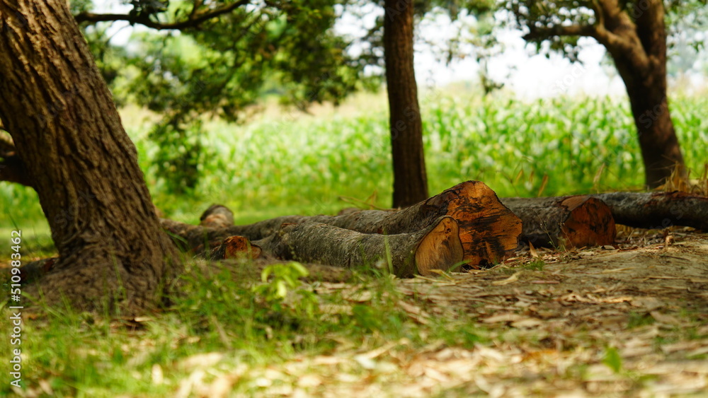 cut of tree in field
