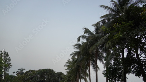 tree of coconut image hd