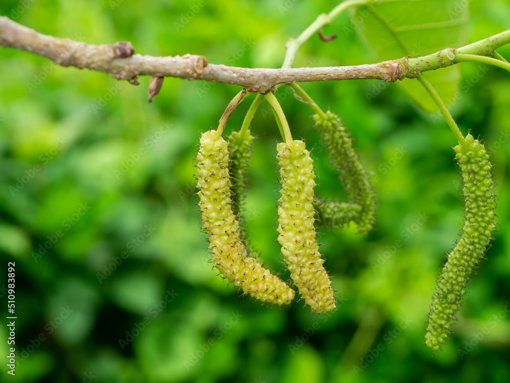 Close up yellow mulberry on branch with blur background. Close up yellow mulberry on branch with blur background.