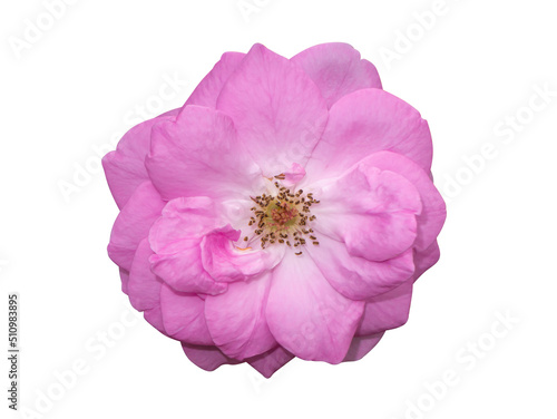 Close up Pink Rose flower on white background with clipping path.