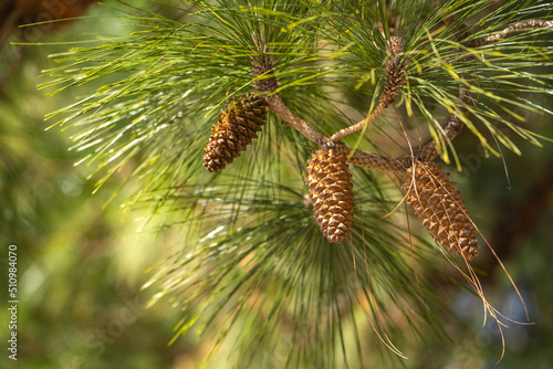 Longleaf pine branches with cones (Pinus palustris). Pine tree with long needles and cones. photo