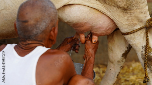 Hands of a man milking fresh milk from a dairy cow into a milk bucket. Dairy food farming, farm, industry business concept. Real people.